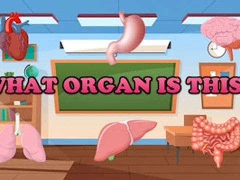 What Organ Is This?