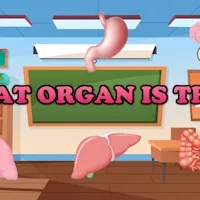 What Organ Is This?