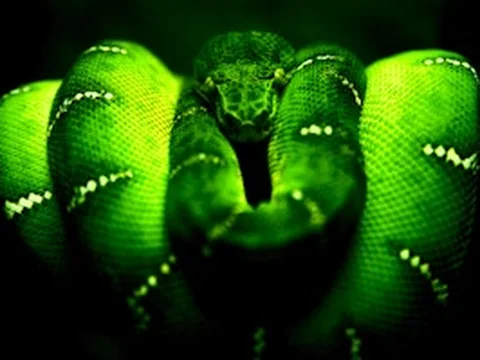 Green Snake