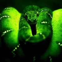 Green Snake