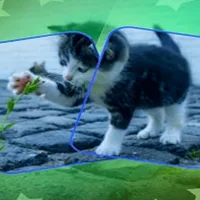 Cat Puzzle Memory Match