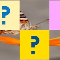 Butterfly Memory Match